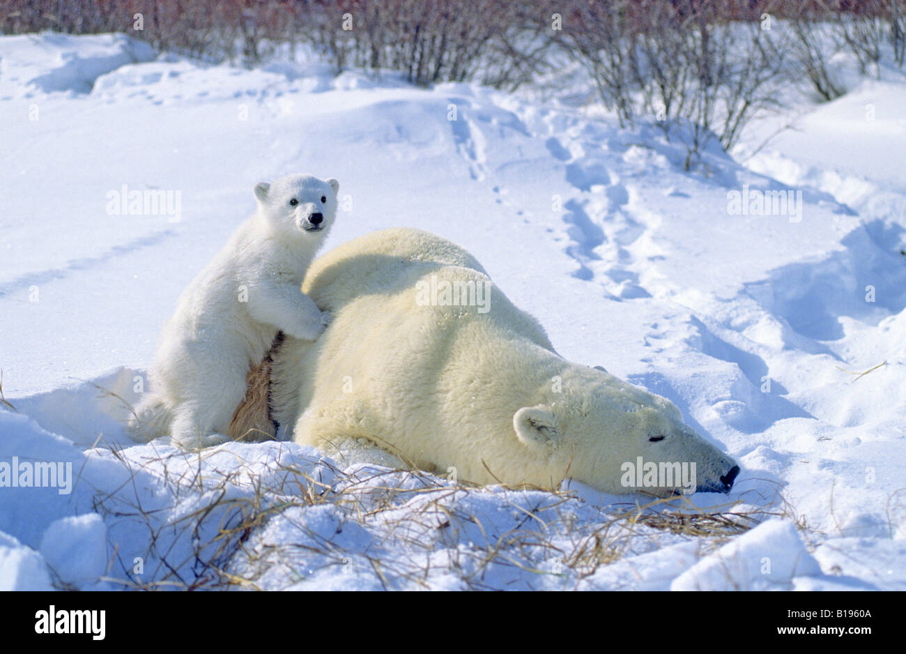 Mother polar bear (Ursus maritimus) and 3-month old cub, recently emerged from their winter den, Western Hudson Bay, Canada. Stock Photo