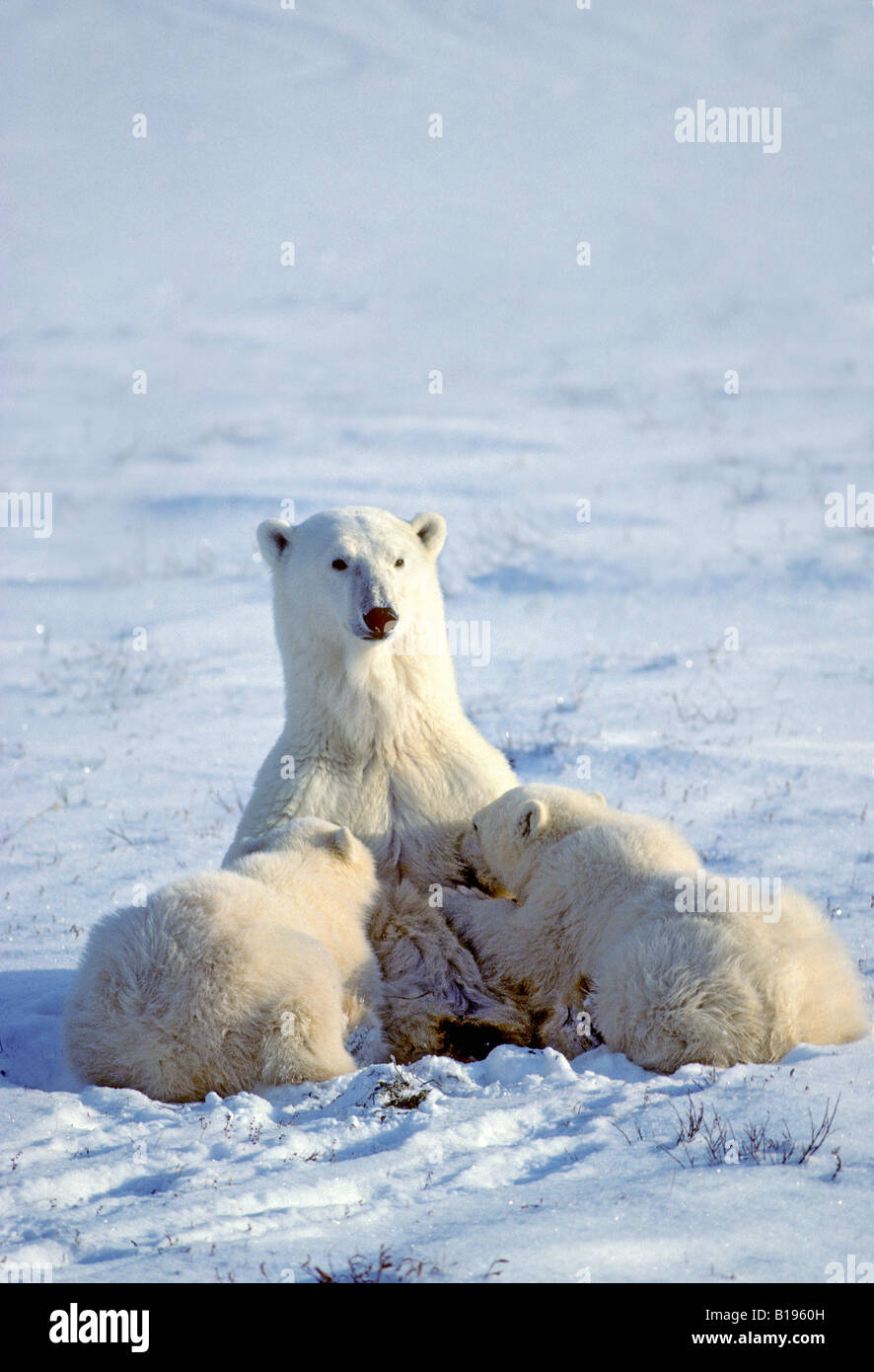 Mother polar bear (Ursus maritimus) nursing yearling cubs, Western Hudson Bay, Canada. Stock Photo