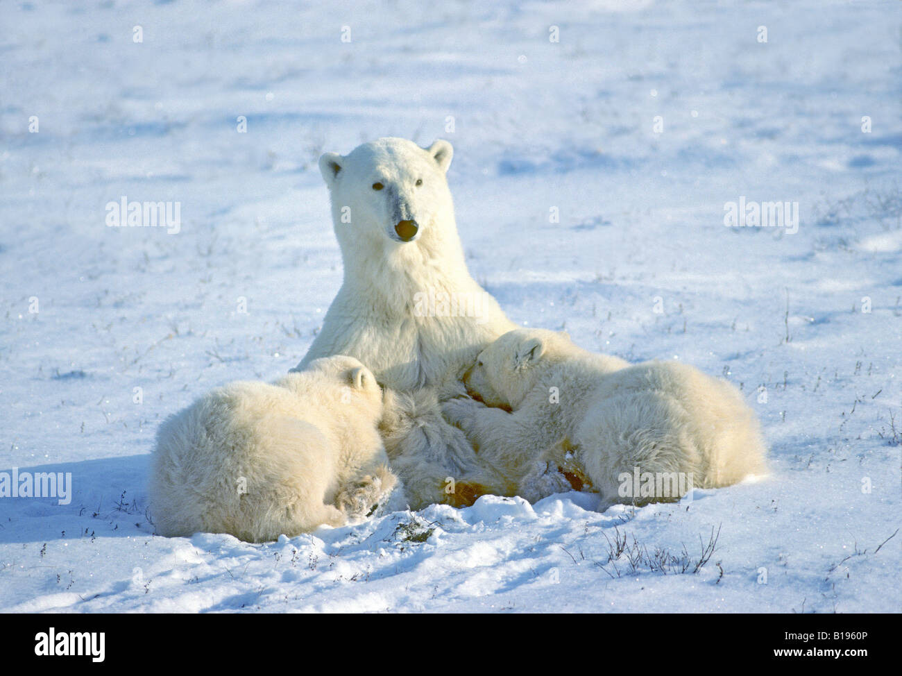 Mother polar bear (Ursus maritimus) nursing yearling cubs, Western Hudson Bay, Canada. Stock Photo