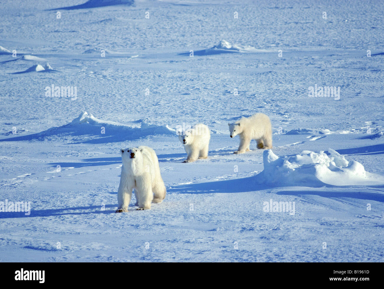 Mother polar bear (Ursus maritimus) travelling on the pack ice with yearling cubs, Hudson Bay, Canada. Stock Photo