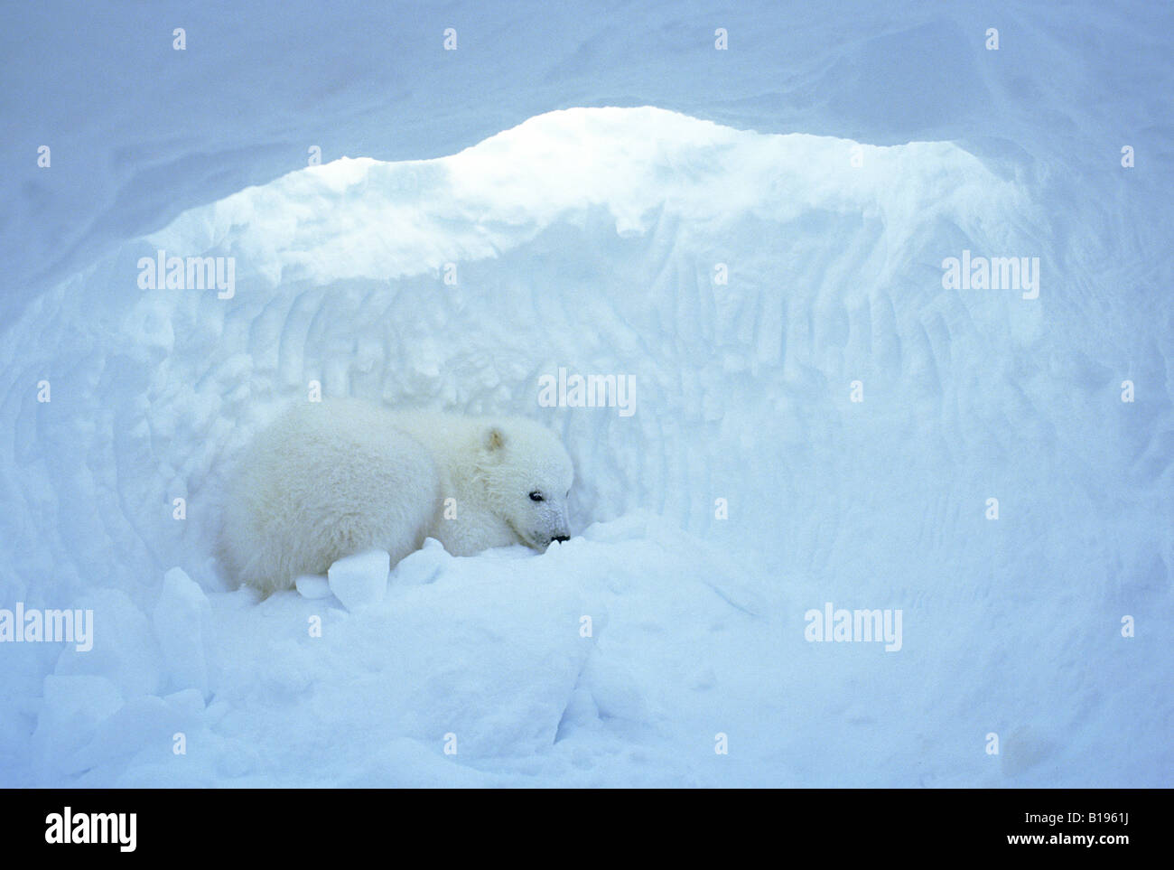 Three-month old polar bear cub (Ursus maritimus) inside natal den, coastal Hudson Bay, Canada. Stock Photo