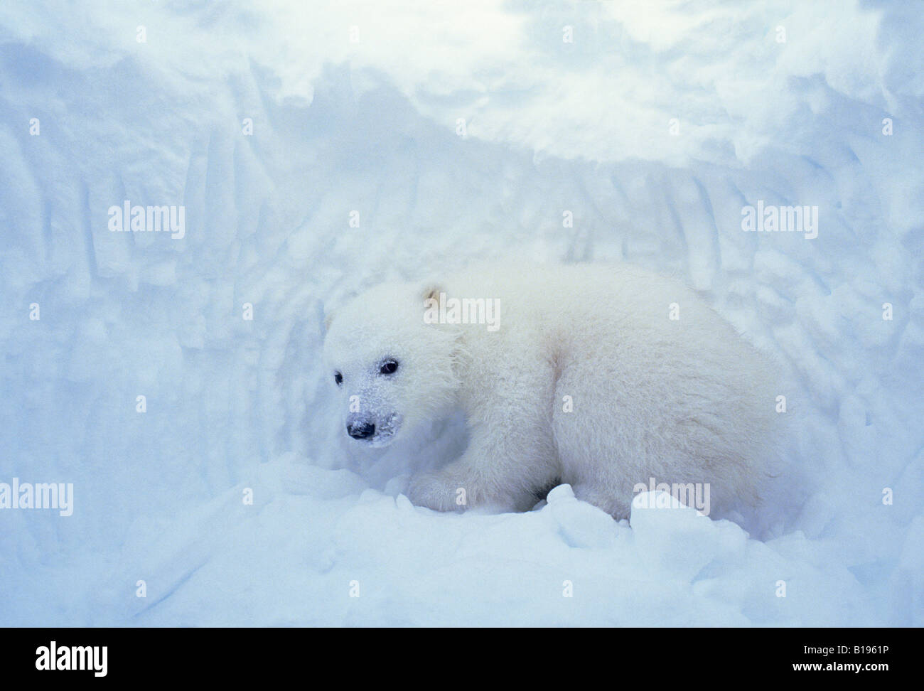 Three-month old polar bear cub (Ursus maritimus) inside natal den, coastal Hudson Bay, Canada. Stock Photo