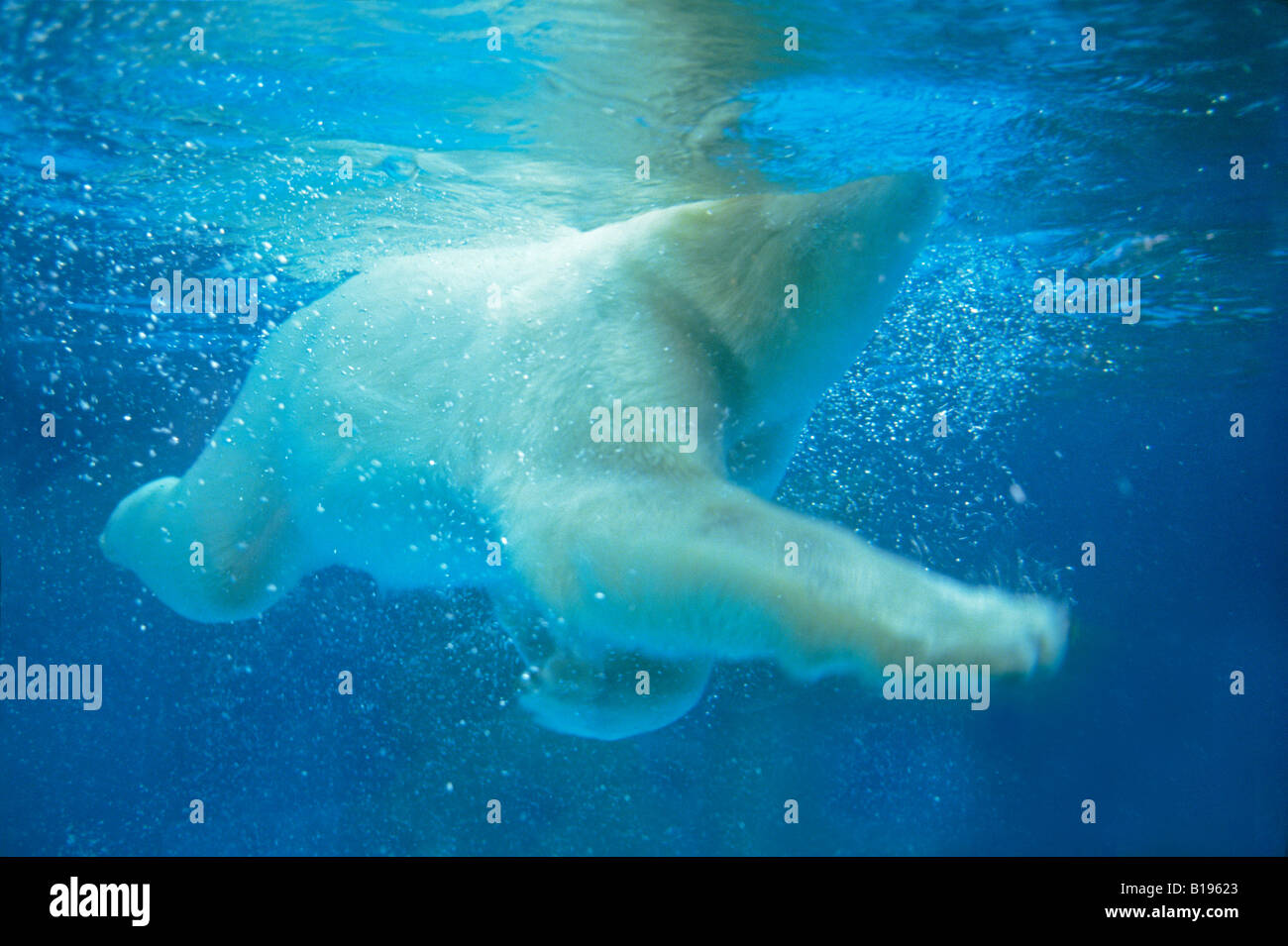 Adult polar bear (Ursus maritimus) swimming. Stock Photo