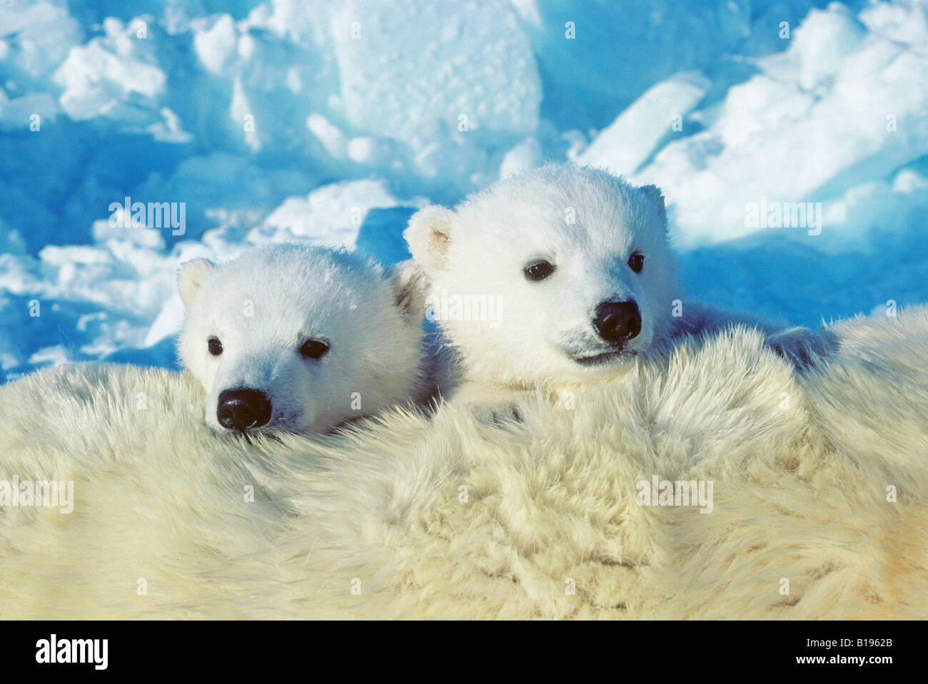 Three-month old polar bear cubs (Ursus maritimus), Arctic Canada. Stock Photo