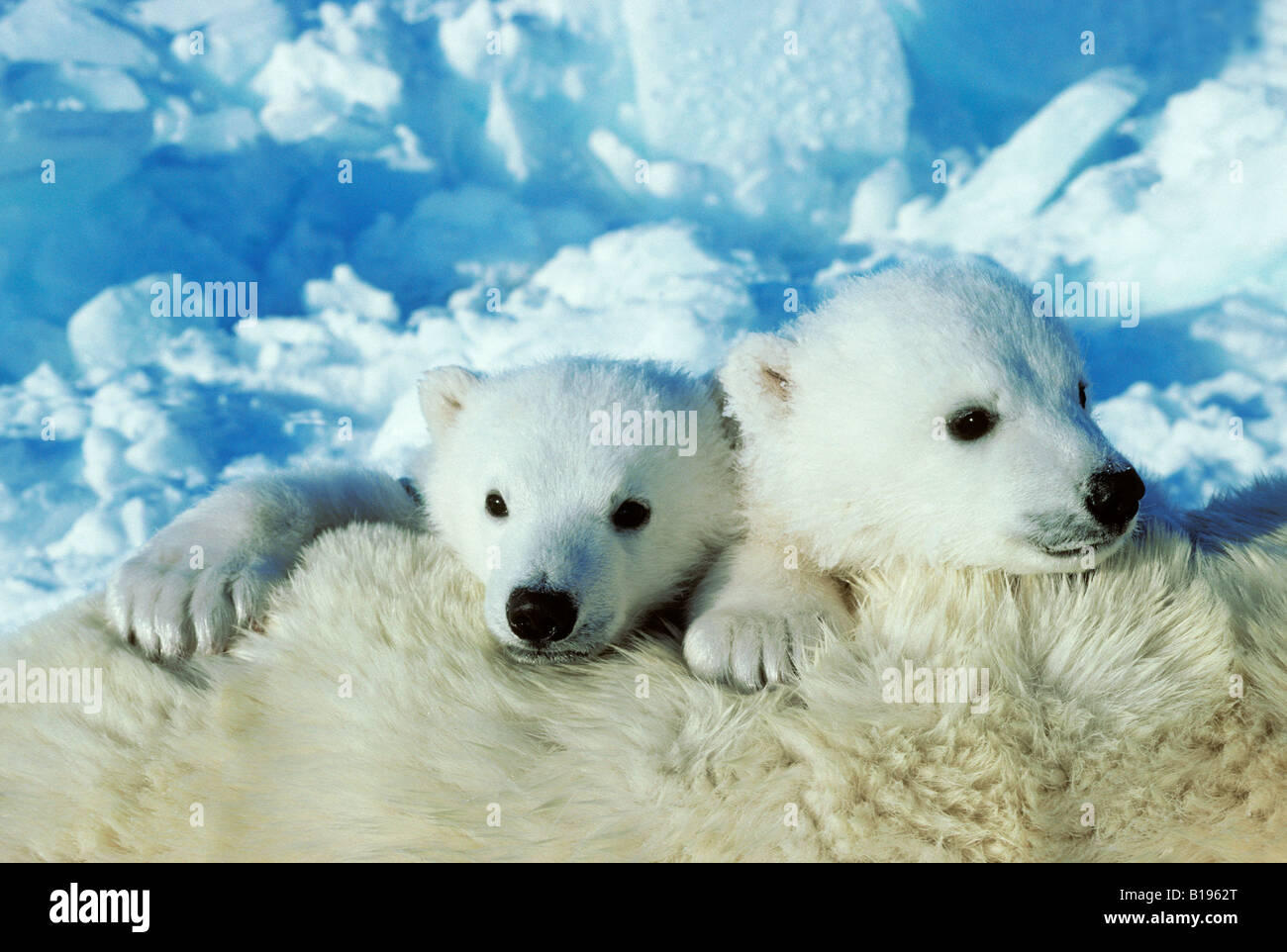 Three-month old polar bear cubs (Ursus maritimus) resting on their mother, Arctic Canada. Stock Photo
