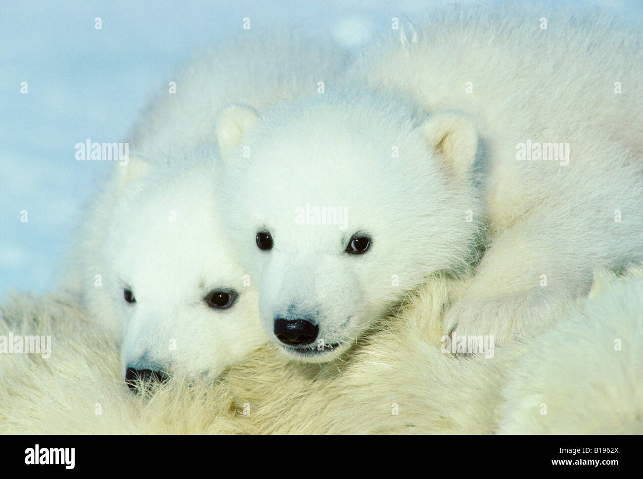Three-month old polar bear cubs (Ursus maritimus) resting on their mother, Arctic Canada. Stock Photo