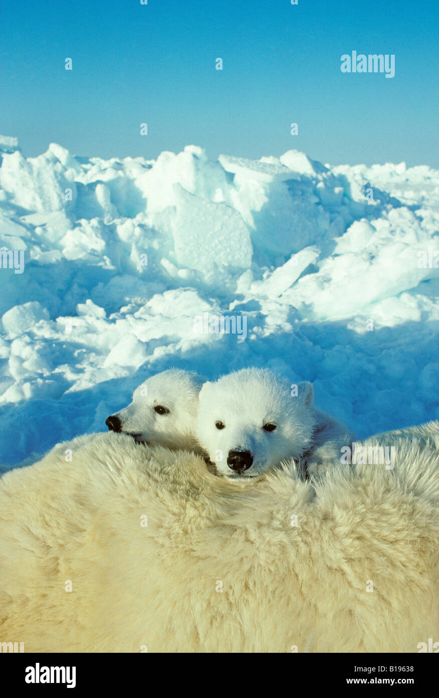 Three-month old polar bear cubs (Ursus maritimus) resting on their mothr, Arctic Canada. Stock Photo
