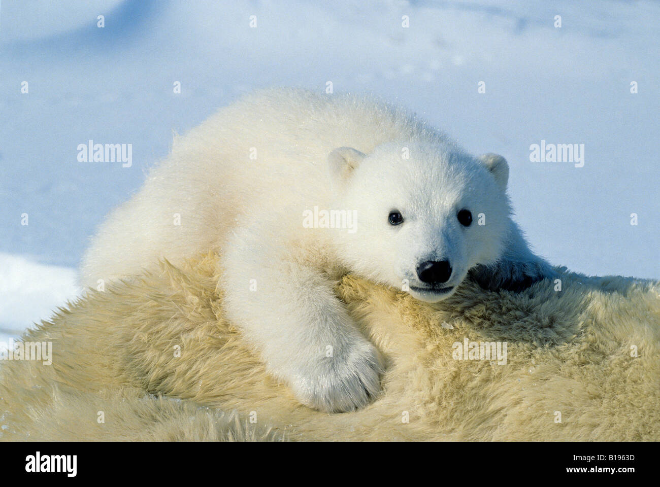 Three-month old polar bear cub (Ursus maritimus) riding on its mother's back, Arctic Canada. Stock Photo