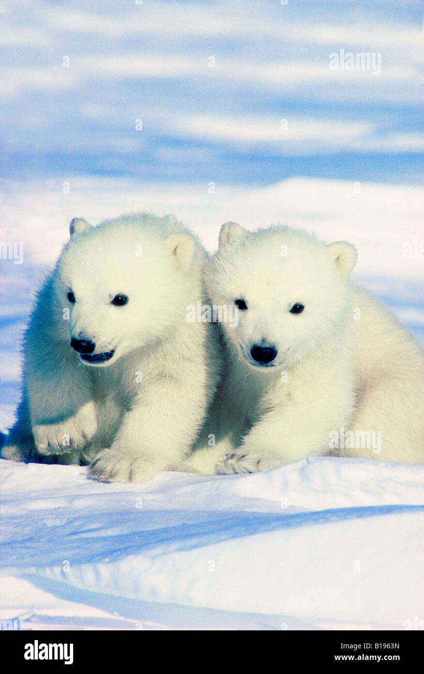 Three-month old polar bear cubs (Ursus maritimus), Arctic Canada. Stock Photo