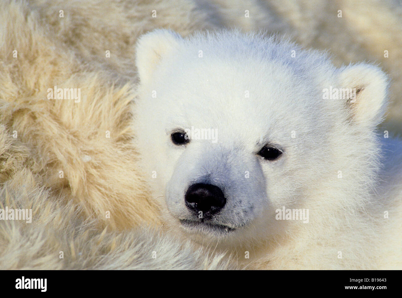 Three-month old polar bear cub (Ursus maritimus) resting on its mother, Arctic Canada. Stock Photo