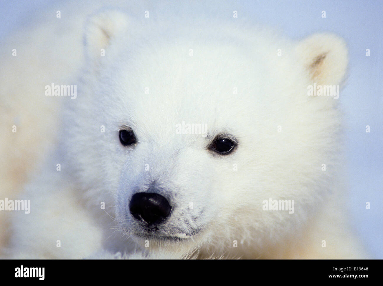 Three-month old polar bear cub (Ursus maritimus), Arctic Canada Stock Photo