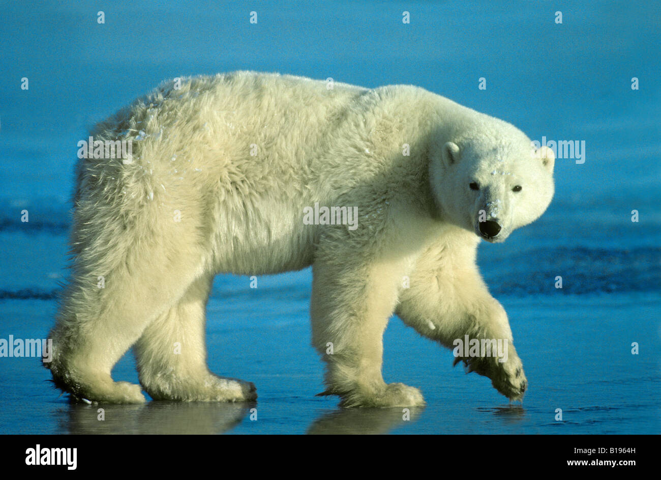 Polar bear (Ursus maritimus), western Hudson bay, Arctic Canada. Stock Photo