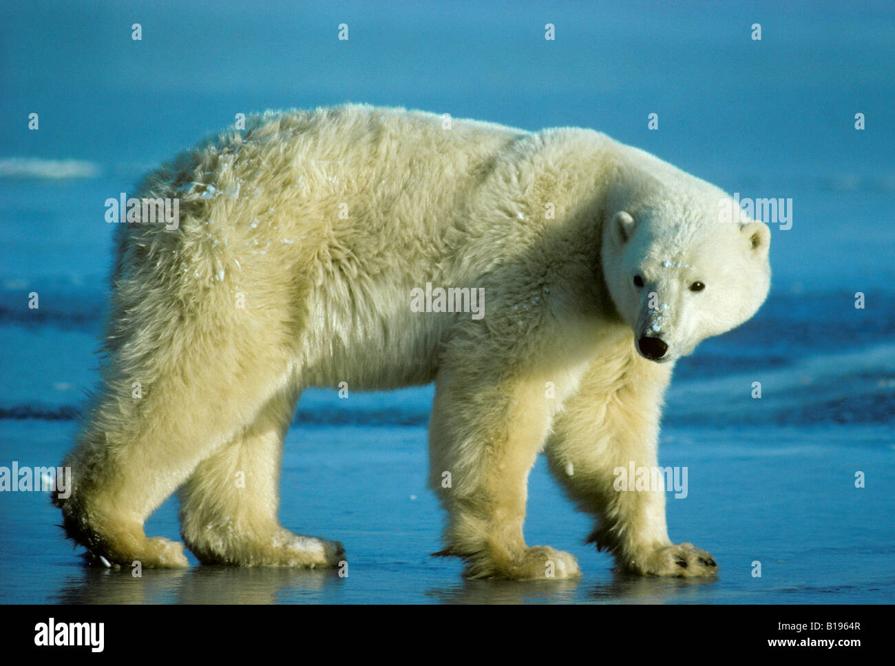 Adult polar bear (Ursus maritimus), Western Hudson Bay, Arctic Canada. Stock Photo