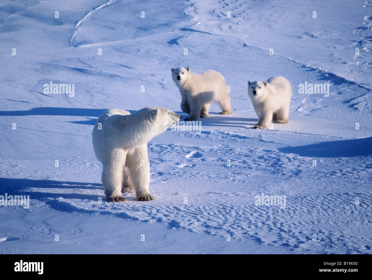 Polar bears family hi-res stock photography and images - Alamy