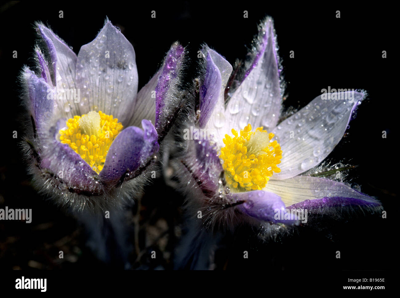 Prairie crocus blossoms (Anemone patens) after a spring rain shower, Alberta, Canada. Stock Photo