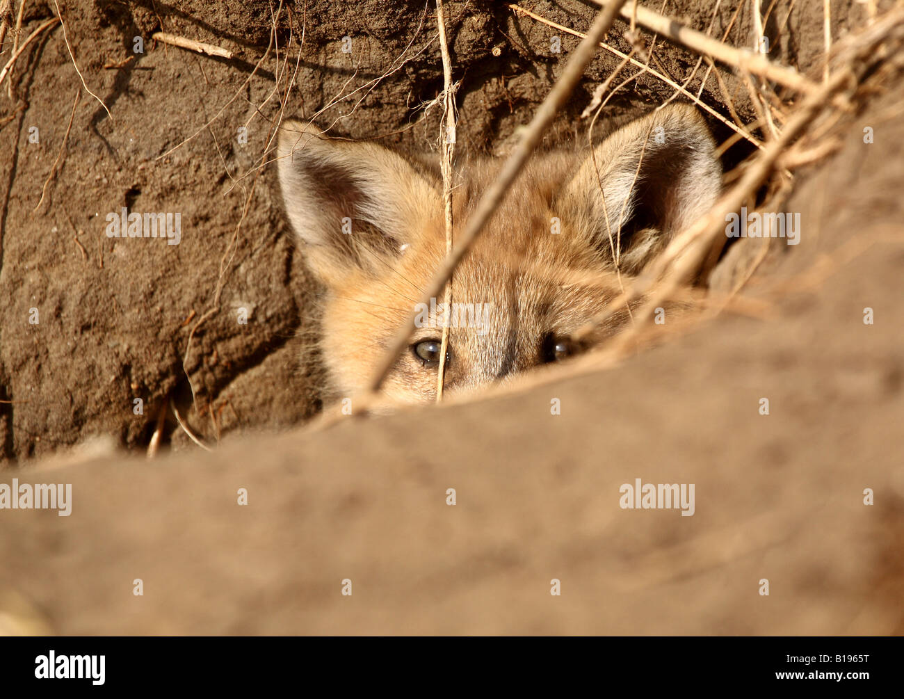 Red Fox pup peaking out of den Stock Photo