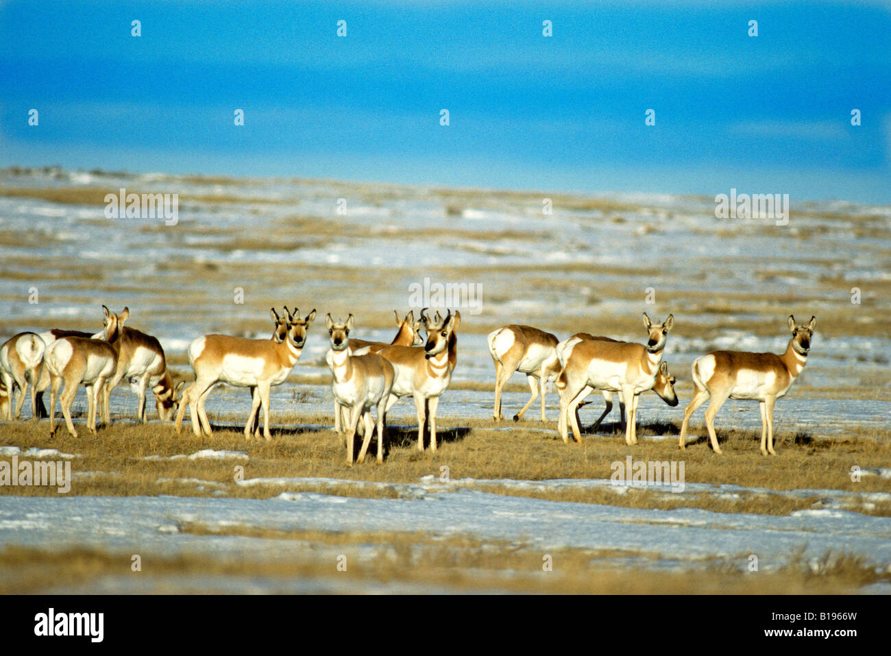 Winter herd of pronghorn (Antilocapra americana), prairie Alberta, Canada. Stock Photo