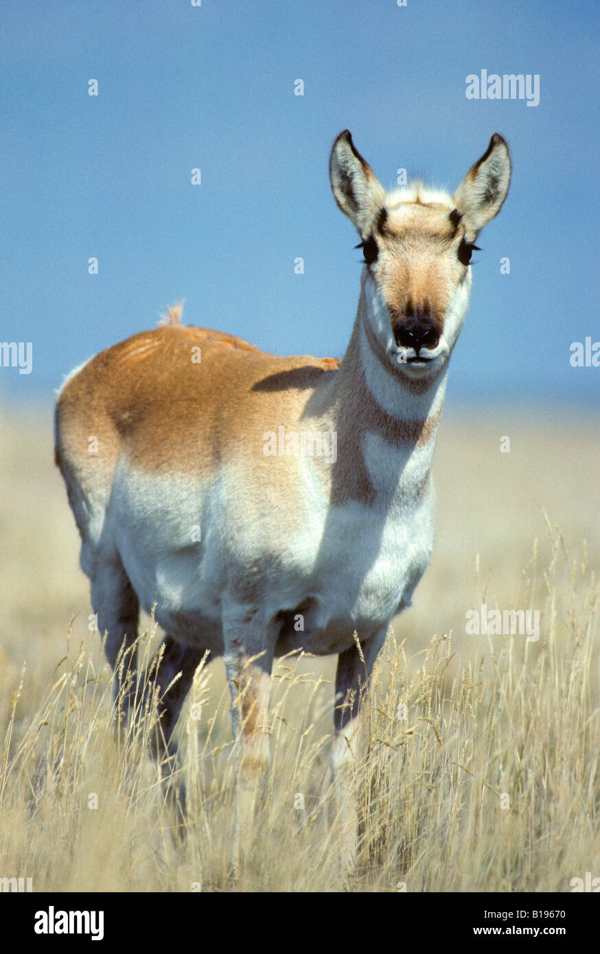 Adult female pronghorn (Antilopcapra americana), prairie Alberta, Canada Stock Photo