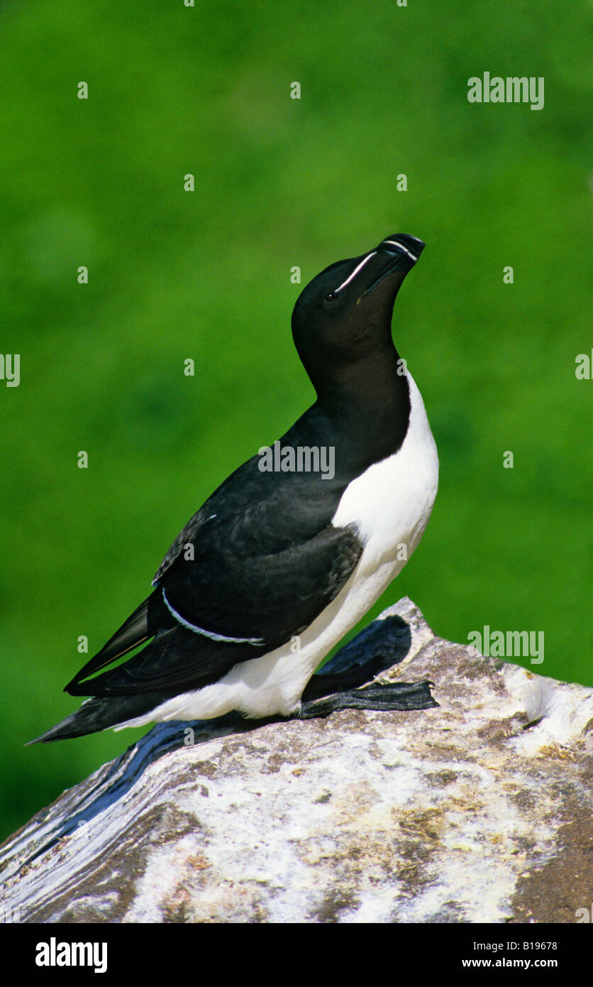 Adult razorbill (Alca torda) near the entrance to its cavity nest, Newfoundland, eastern Canada Stock Photo