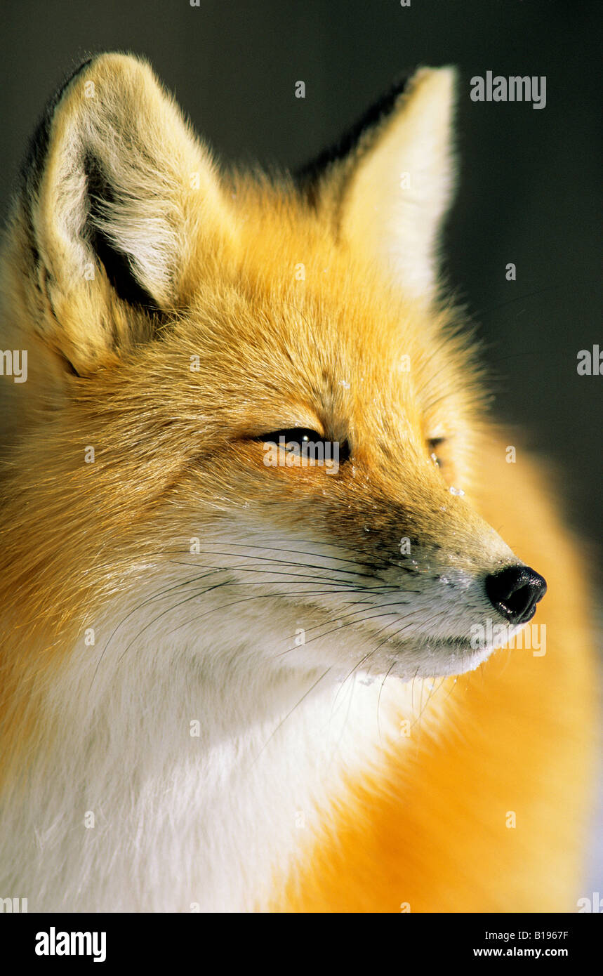Adult red fox (Vulpes vulpes) in winter pelage, prairie Saskatchewan,  Canada Stock Photo - Alamy