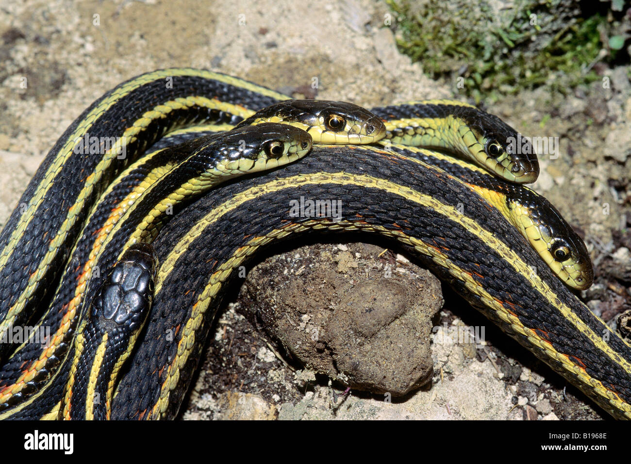 Adult male red-sided garter snakes (Thamnophis sirtalis) court a female during the spring mating season, Manitoba, Canada Stock Photo