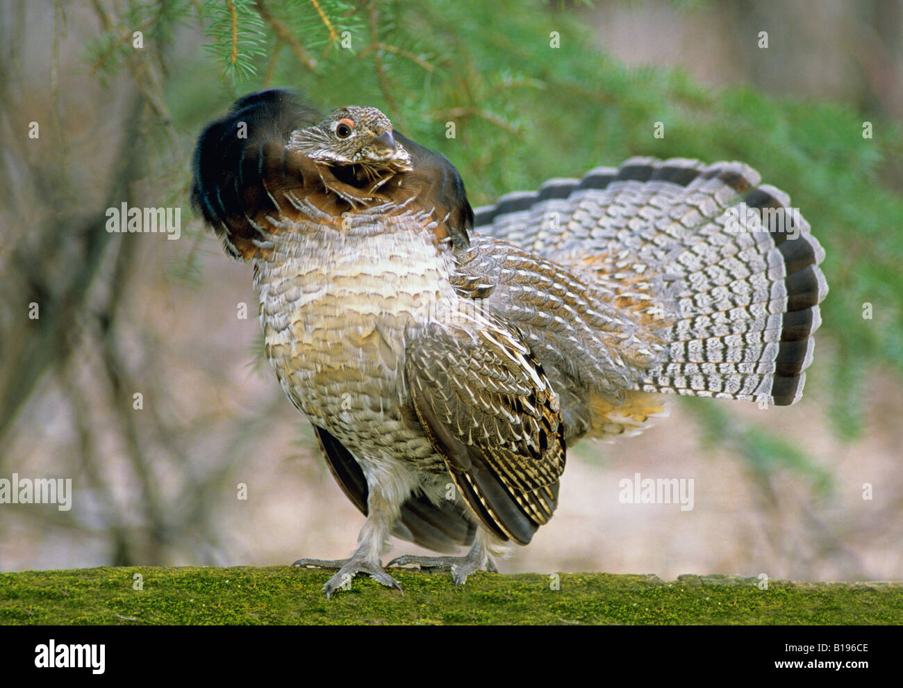 Male ruffed grouse ( Bonasas umbellus) displaying with elevated neck ...