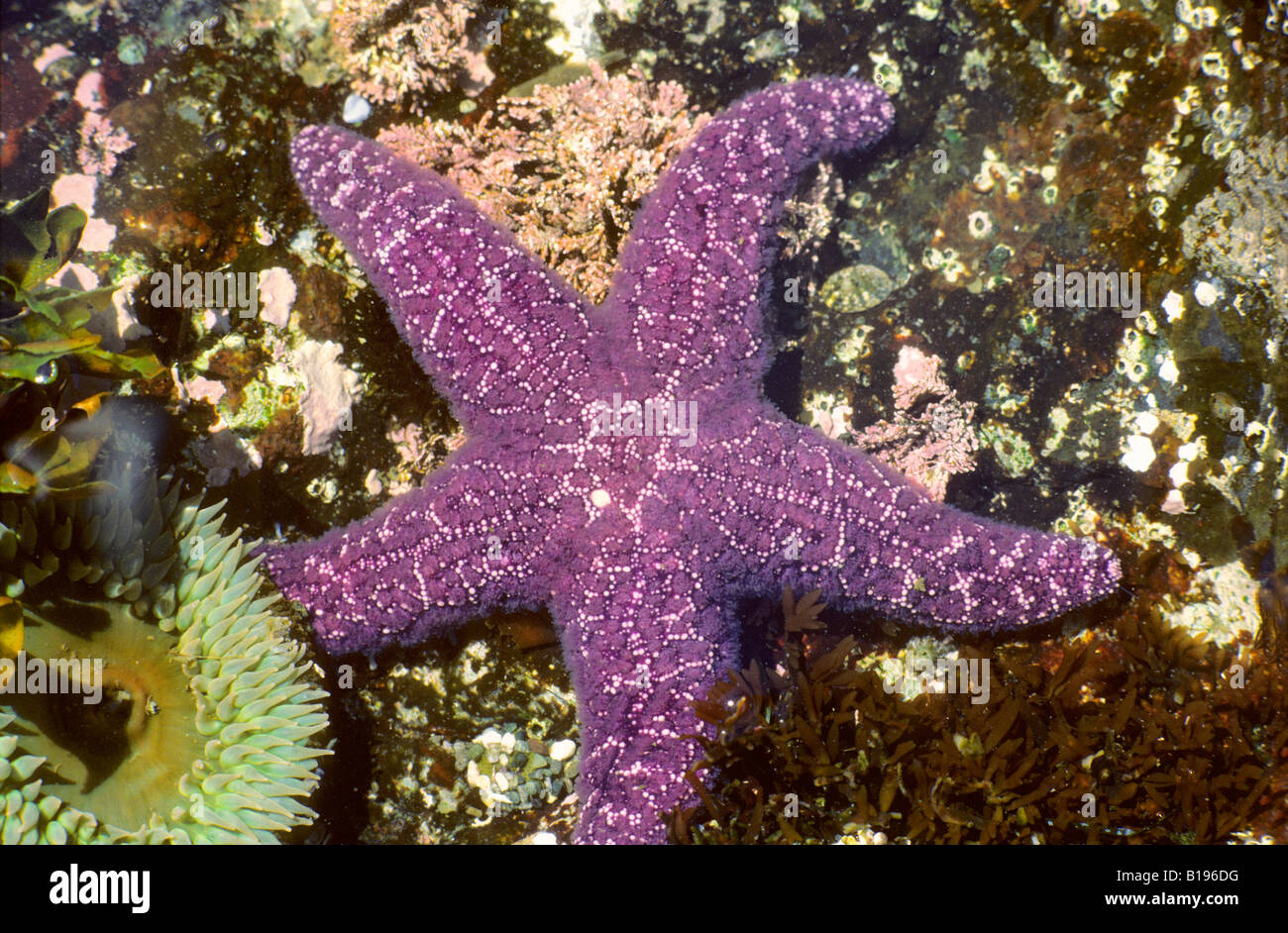 Sea star and anemone, intertidal zone, Pacific Rim National Park, British Columbia, Canada. Stock Photo
