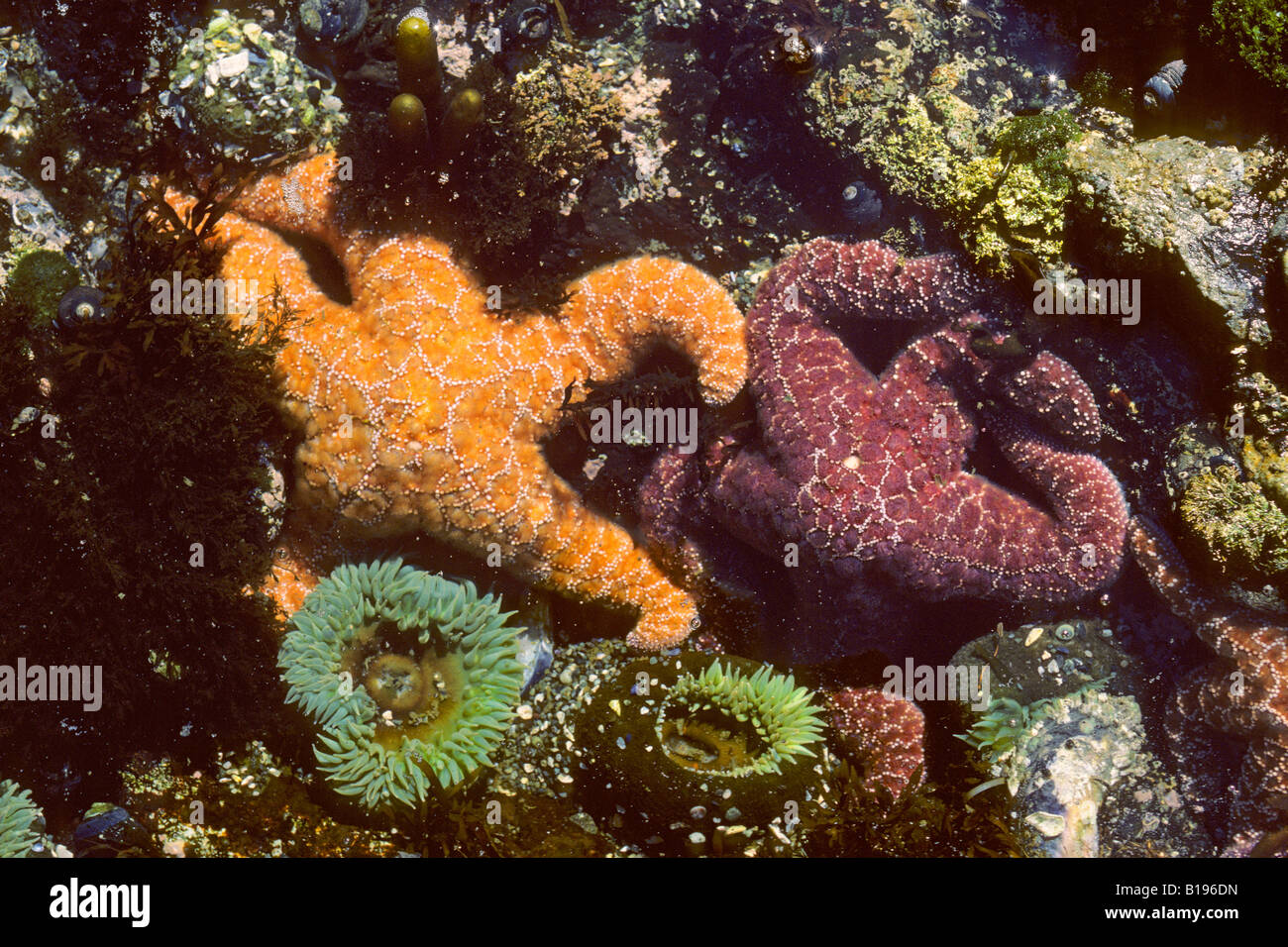 Sea stars and anemones, intertidal zone, Pacific Rim National Park, British Columbia, Canada. Stock Photo