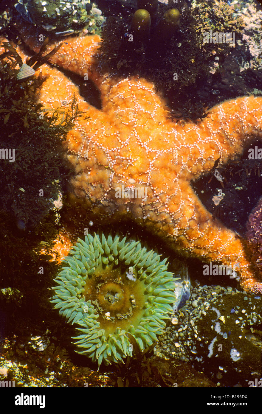 Sea star and anemone, intertidal zone, Pacific Rim National Park, British Columbia, Canada. Stock Photo