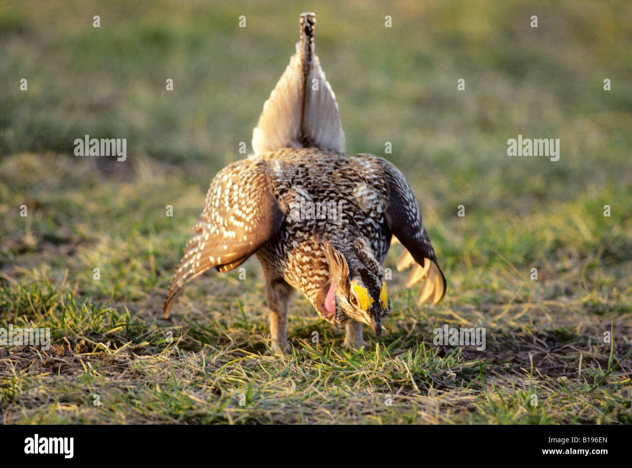 Adult male sharp-tailed grouse (Tympanuchus phasianellus) displaying on the spring communal strutting grounds, prairie Alberta, Stock Photo