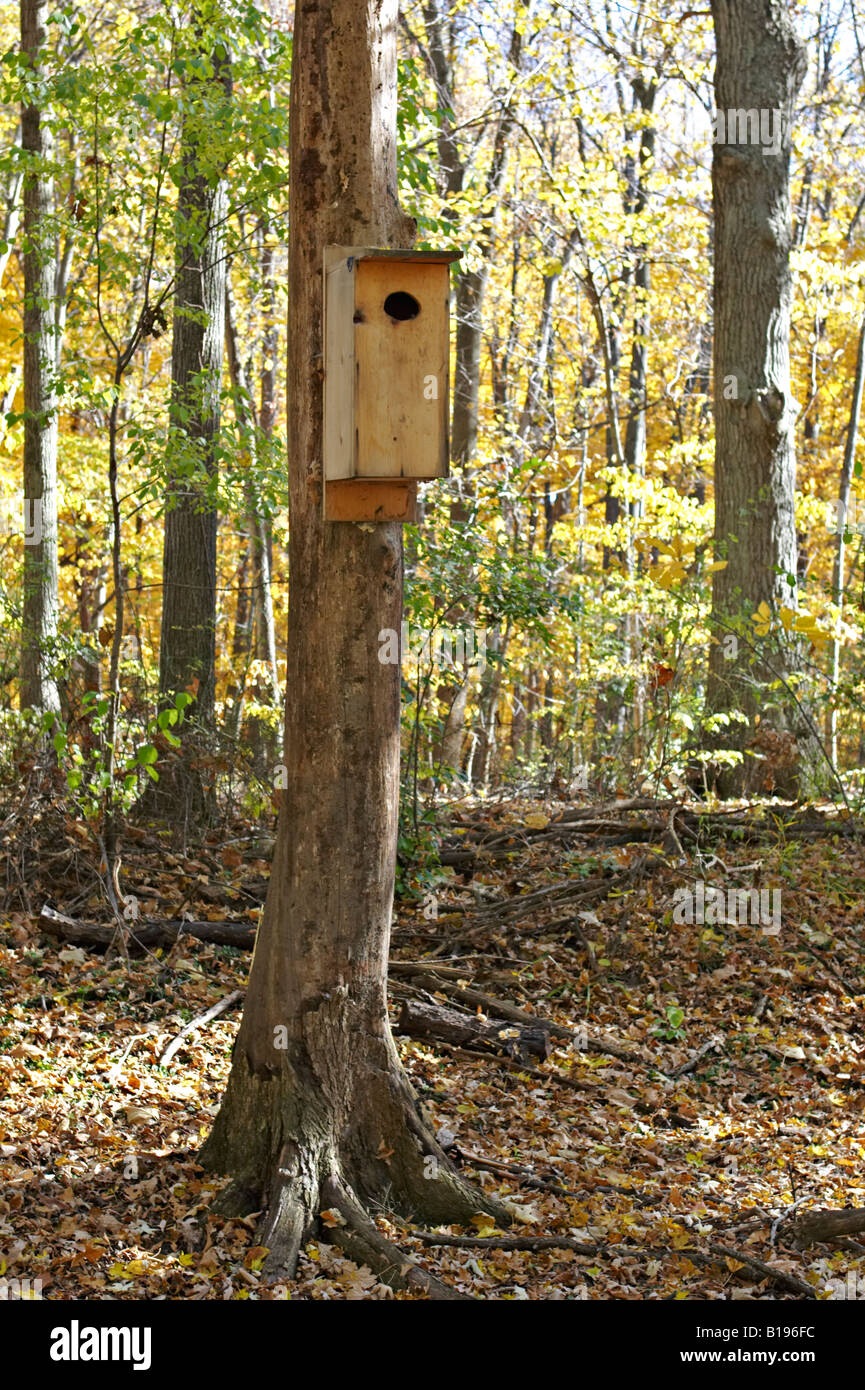 ILLINOIS Wright Woods Forest Preserve Wooden wood duck house mounted on tree in woods Stock Photo