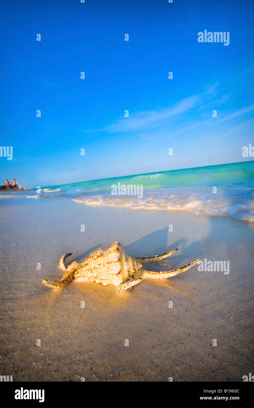 Seashell on the beach Stock Photo