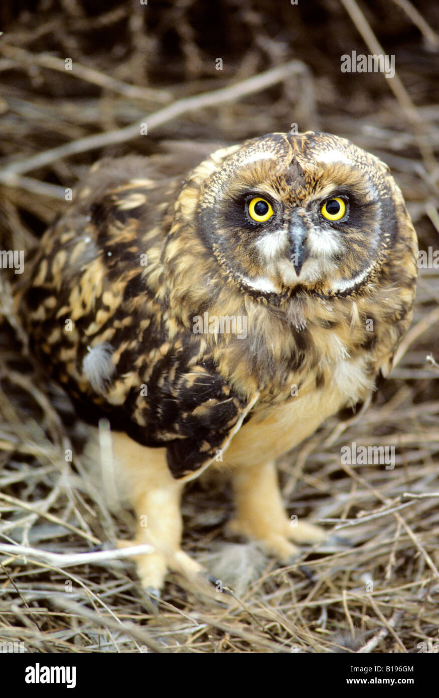 Juvenile short-eared owl (Asio flammeus), southern Alberta, Canada Stock Photo