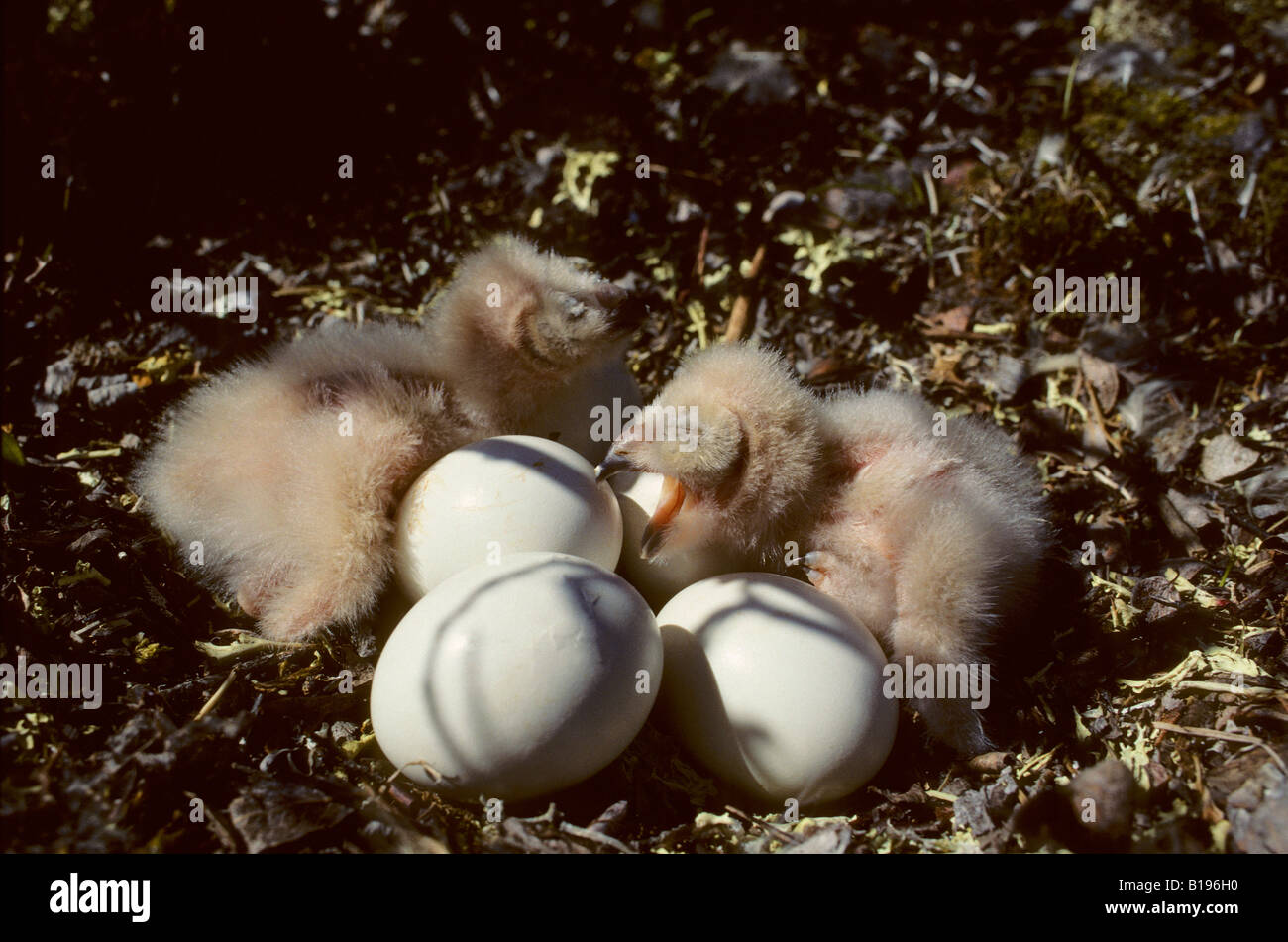 Owl Eggs Hatching