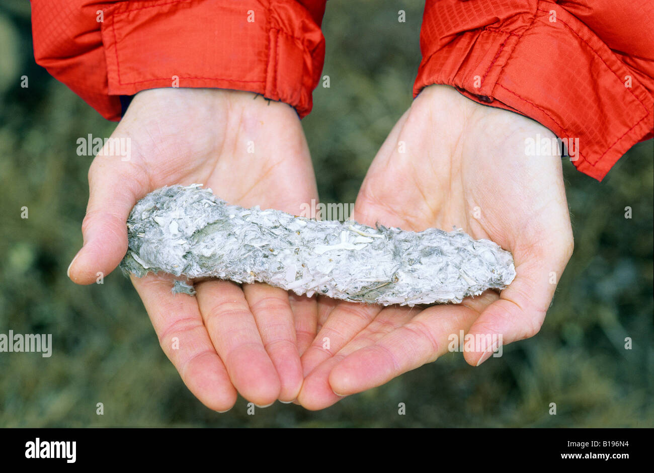 Owl pellet regurgitation hires stock photography and images Alamy