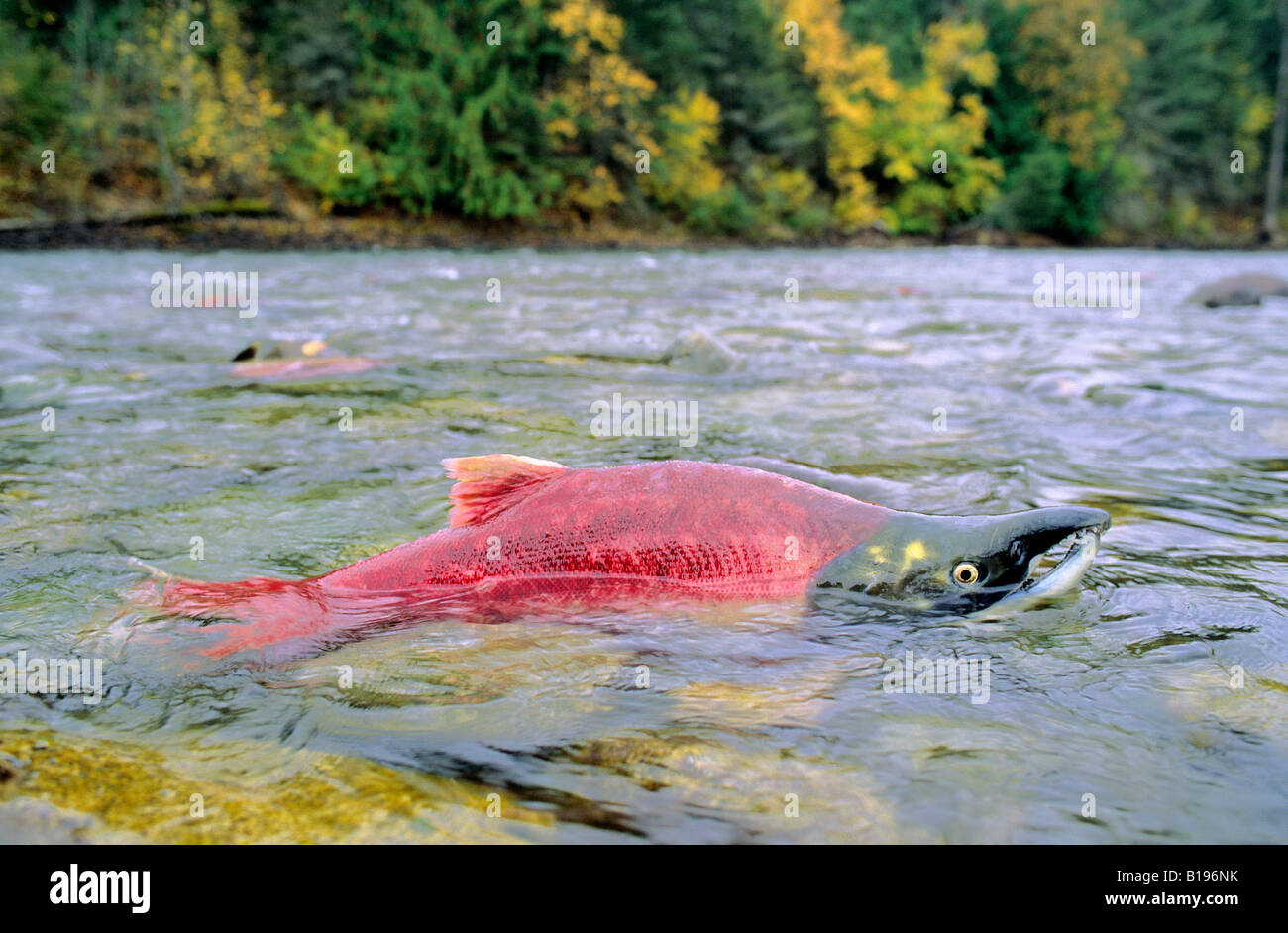 Spawning male sockeye salmon (Oncorhynchus nerka), Adams River, southern British Columbia, Canada Stock Photo