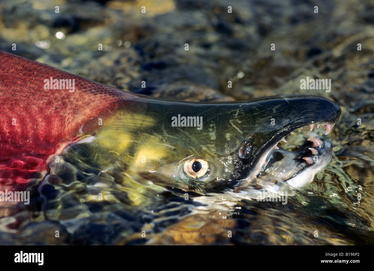 Spawning sockeye salmon (Oncorhynchus nerka), Adams River, British Columbia, Canada Stock Photo