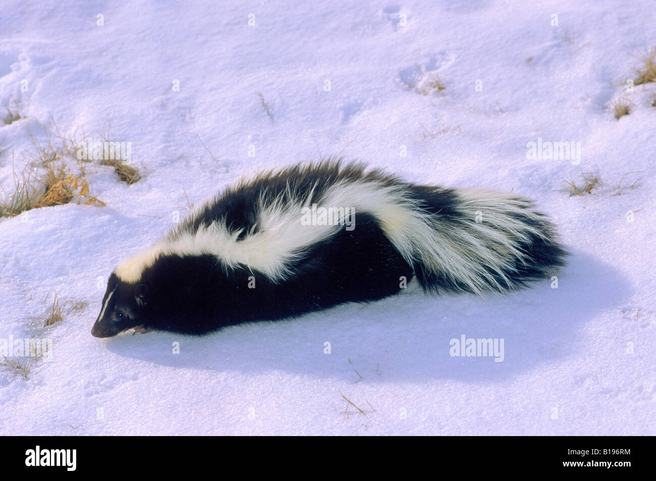 Striped skunk hibernation hi-res stock photography and images - Alamy