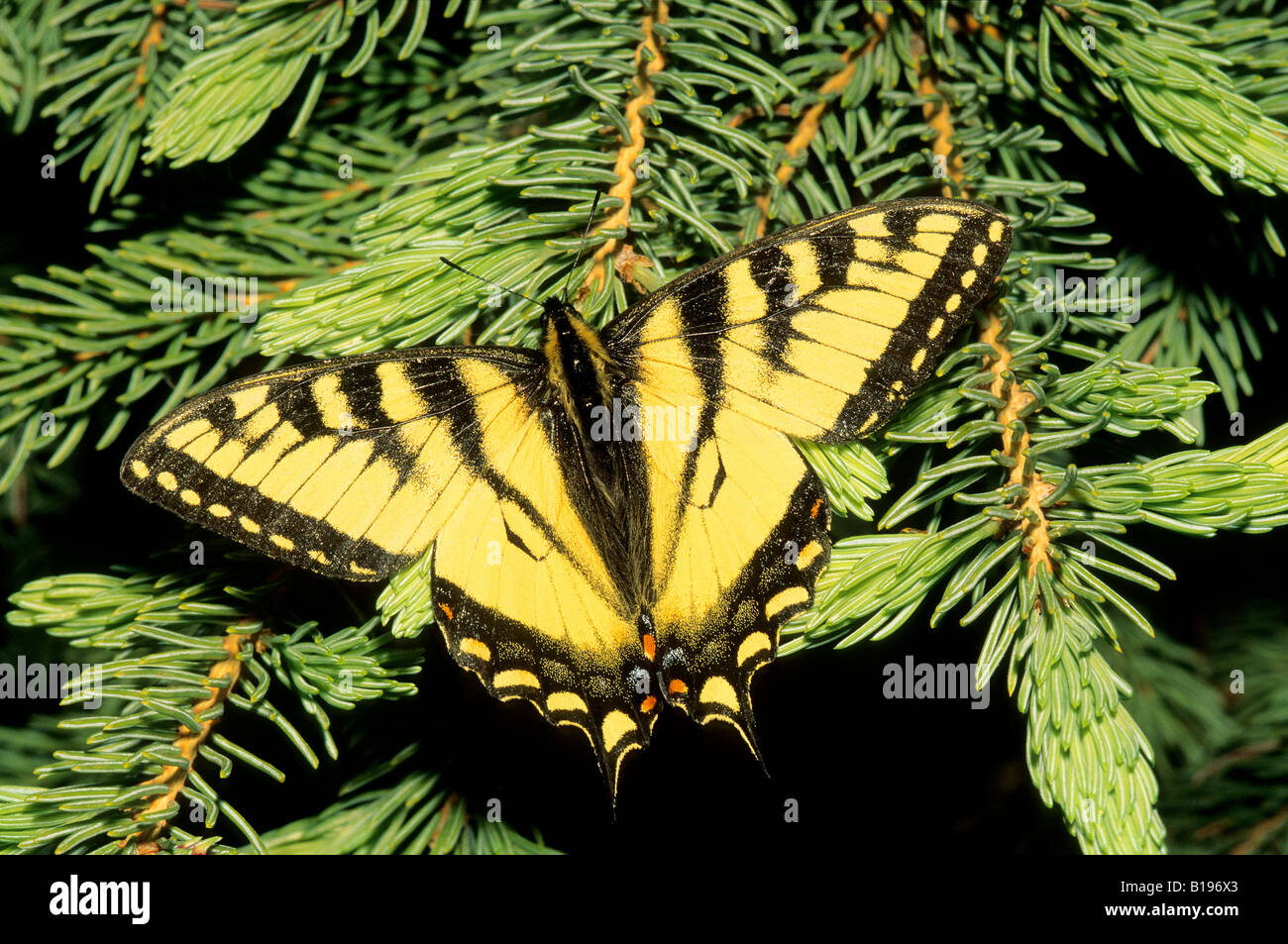 Canadian tiger swallowtail (Papilio canadensis), boreal Alberta, Canada