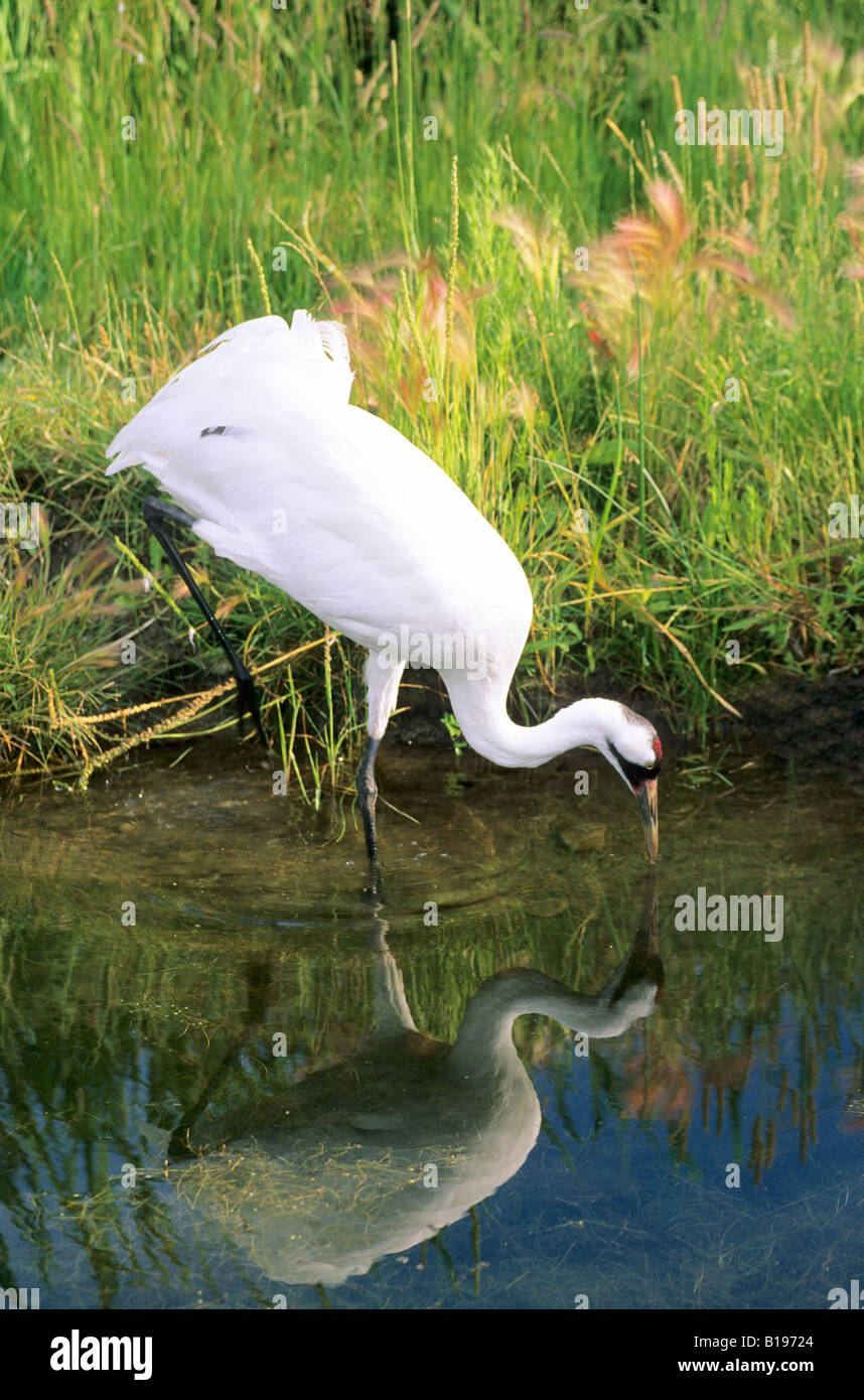 Adult whooping crane (Grus americana) foraging in a wetland in northern Alberta, Canada. Stock Photo
