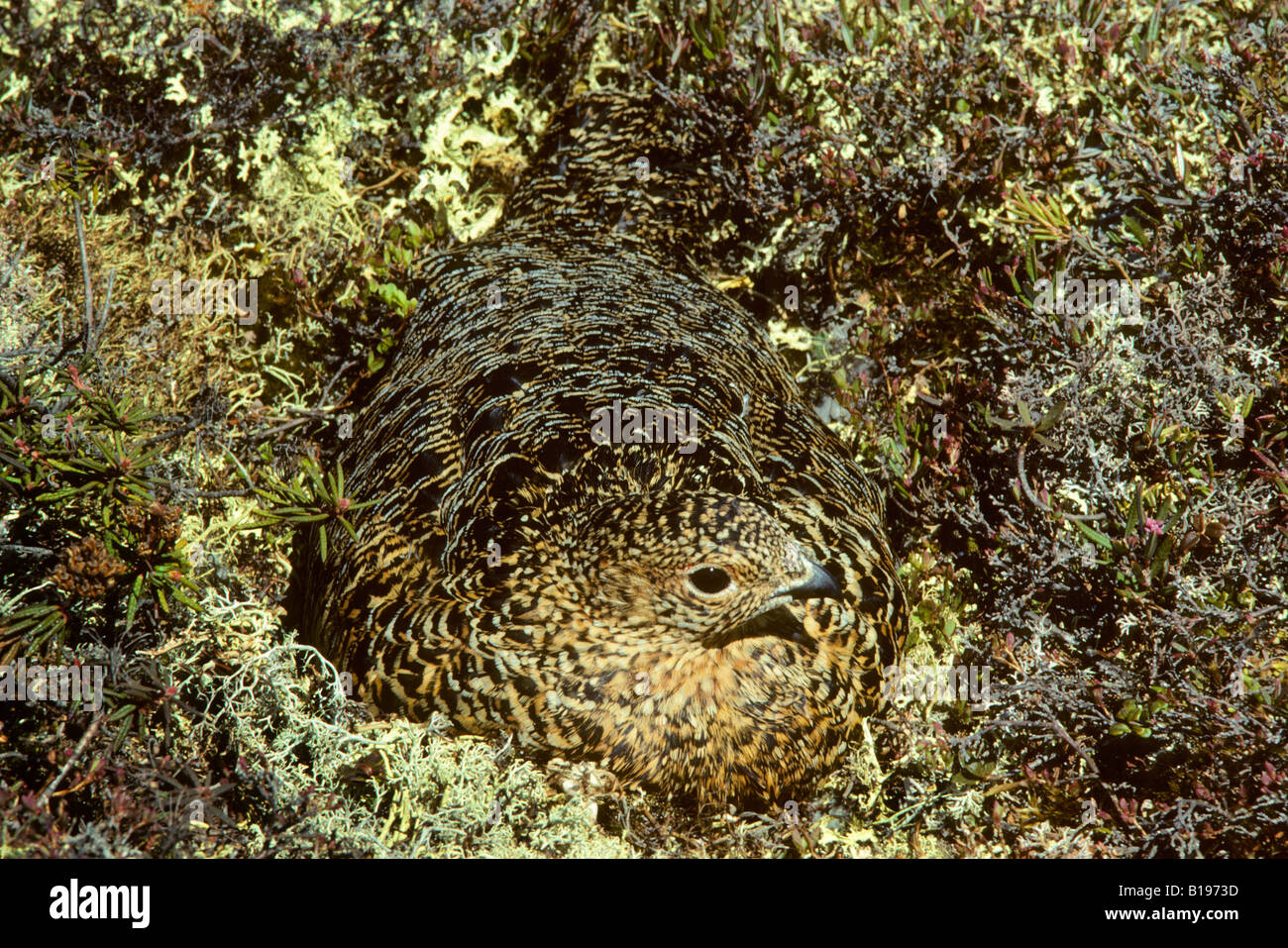 Cryptically feathered female willow ptarmigan (Lagopus lagopus) incubing a clutch of eggs, northern Manitoba, Canada Stock Photo