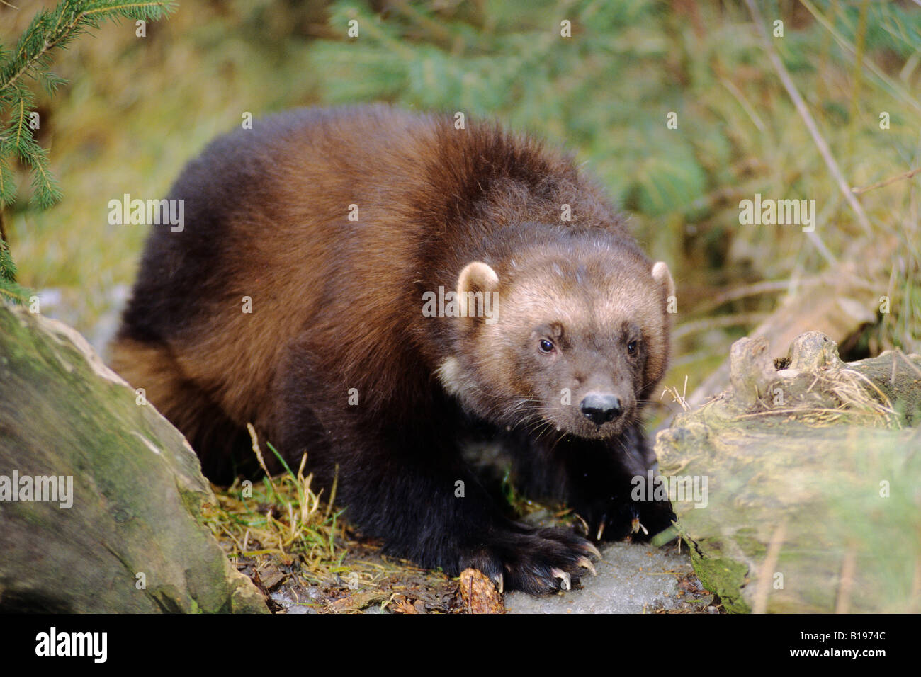Wolverines gulo hires stock photography and images Alamy