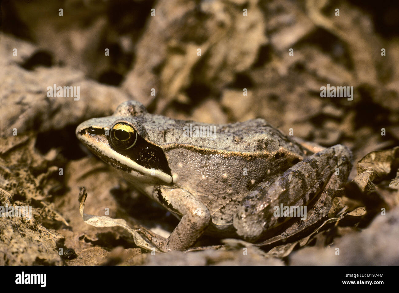Adult wood frog (Rana sylvatica), Alberta, Canada Stock Photo Alamy