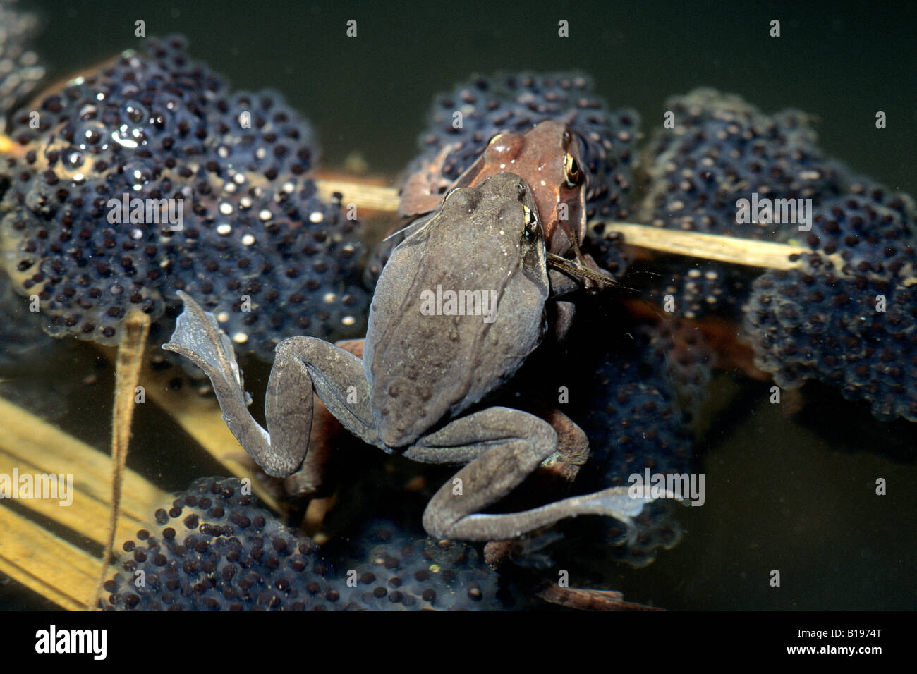 Mating Wood Frogs Rana Sylvatica Southern Manitoba Canada Stock