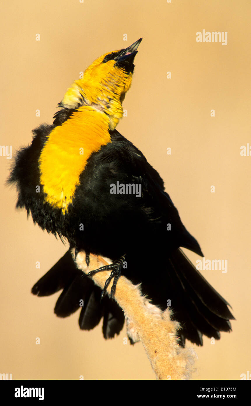 Spring courtship display of the male yellow-headed blackbird (Xanthocephalus xanthocephalus), prairie Alberta, Canada Stock Photo