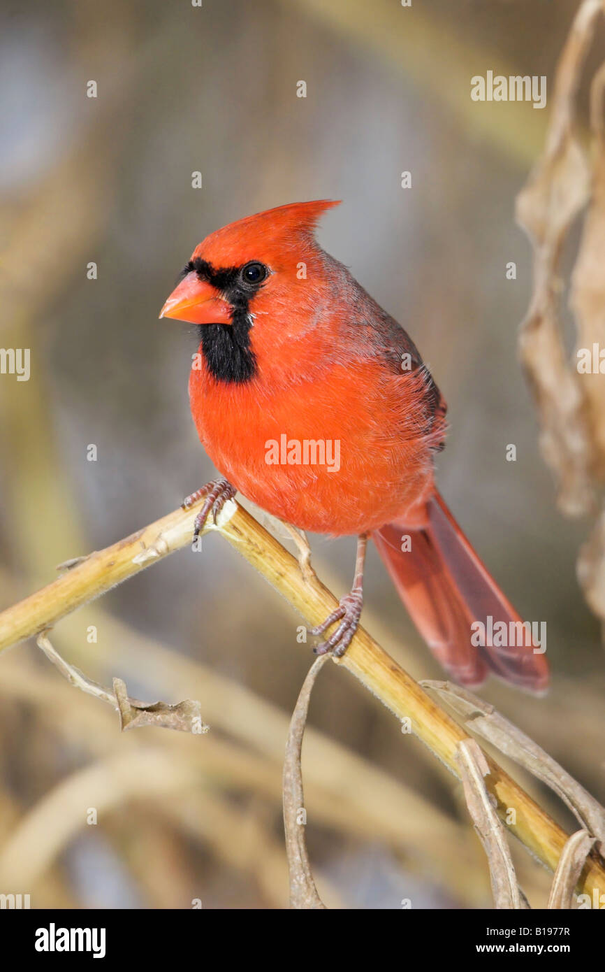 A Northern Cardinal (Cardinalis cardinalis) in Etobicoke, Ontario