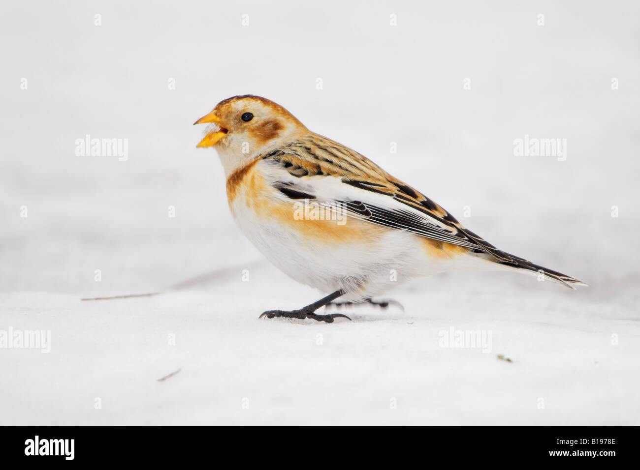 A Snow Bunting (Plectrophenax nivalis) eating snow in Etobicoke, Ontario Canada. Stock Photo