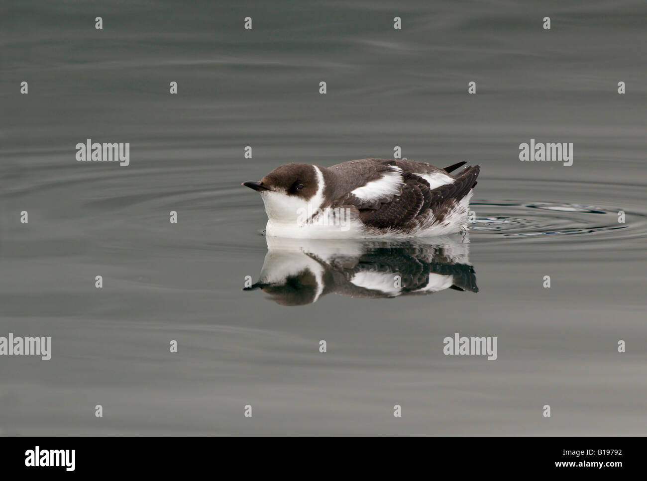 Marbled Murrelet of Oak Bay, Vancouver Island,  British Columbia, Canada. Stock Photo