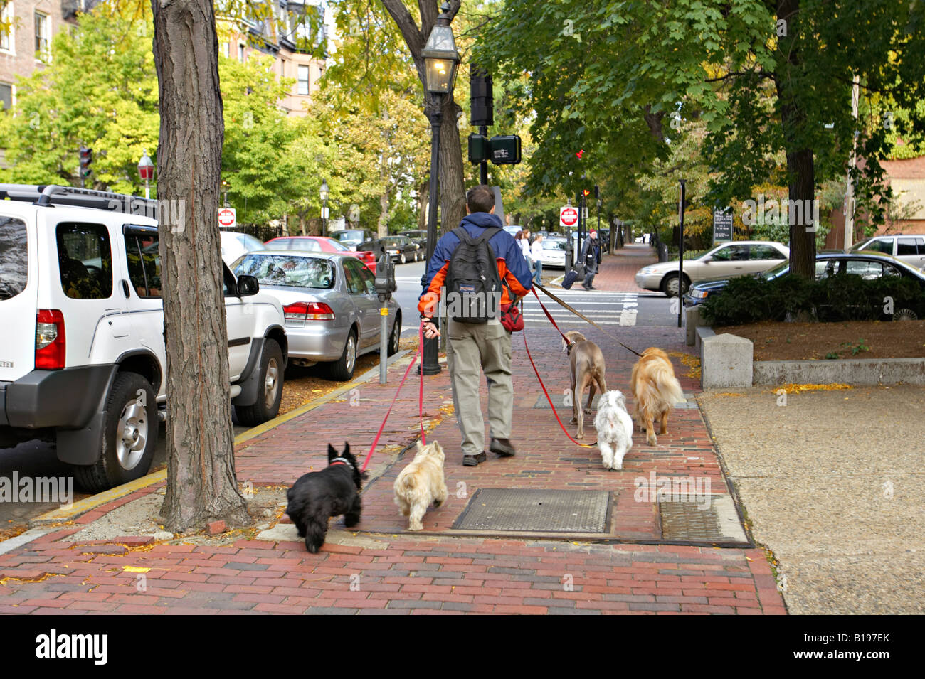 Luxury dog walker hires stock photography and images Alamy