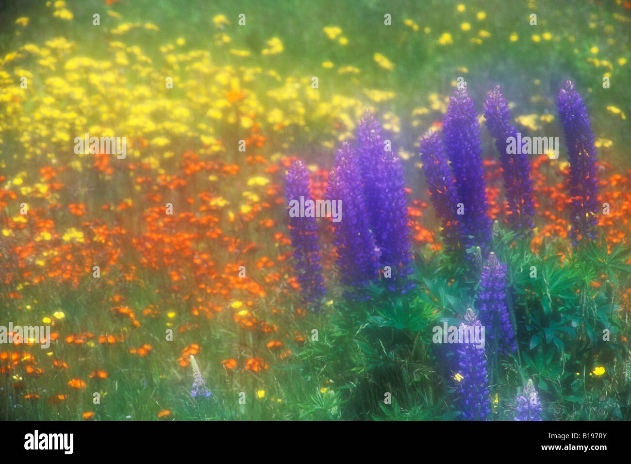 Lupines and Wildflowers, Grand Manan Island, New Brunswick, Canada